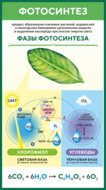 Стенд по биологии «Фотосинтез»
